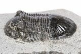 Bargain, Paralejurus Trilobite Fossil - Ofaten, Morocco #341191-2